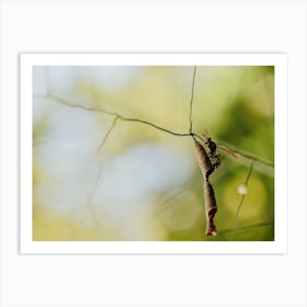 Insect On A Branch Art Print