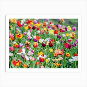 Spring Tulips Art Print
