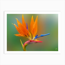 Reginae Strelitzia 20230511190690rt2pub Art Print