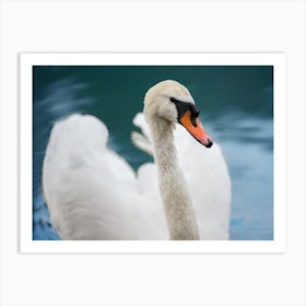 Swan In Water 4 Art Print