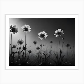 Black And White Image Of Delicate Flowers In A Field At Night Illuminated By A Spotlight Art Print