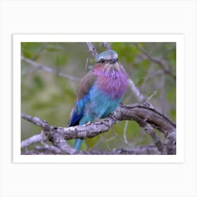 Lilac Breasted Roller Art Print