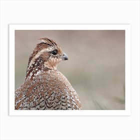 Harlequin Quail Scenery Art Print