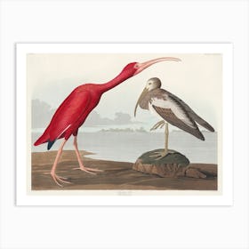 Scarlet Ibis, Birds Of America John James Audubon Art Print