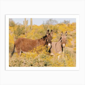 Wild Desert Burros Art Print