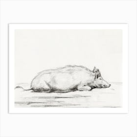 Lying Pig 1, Jean Bernard Art Print