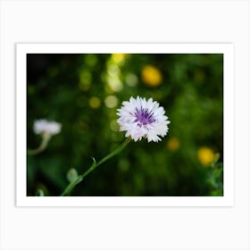 Little Purple Flower In the Springtime // Nature Photography  Art Print