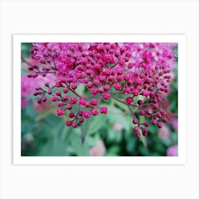 Pink Buddleja Art Print