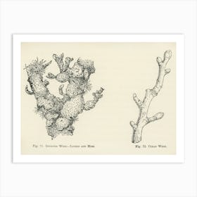 Vintage Illustration Of Clean Wood, Infested Wood, Lichen, Moss, John Wright Art Print