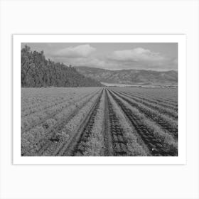 Salinas, California, Intercontinental Rubber Producers, Two Year Old Guayule Shrubs By Russell Lee Art Print