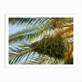 Date palm with green fruits Art Print