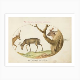 Quadervpedia Animals And Reptiles, Joris Hoefnagel (9) Art Print