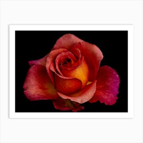 Red Rose 1 Art Print