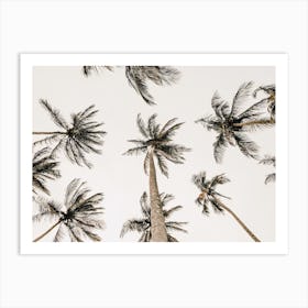 Palm Trees Overhead Art Print