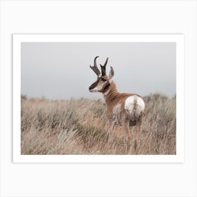 Tall Grass Antelope Art Print