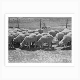 Untitled Photo, Possibly Related To Sheep Of Fsa (Farm Security Administration) Client Near Hoxie Art Print