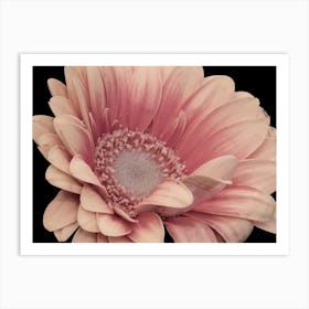 Pink Gerbera Art Print