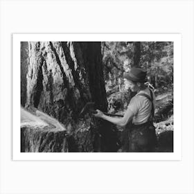 Untitled Photo, Possibly Related To A Faller Who Is Pouring Oil On This Saw While Falling A Tree, Cowlitz County Art Print