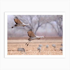 Sandhill Crane Taking Flight Art Print