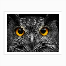 Owl Portrait 1 Art Print