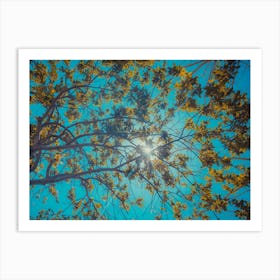 Sun Breaks Through The Branches Color 1 Art Print