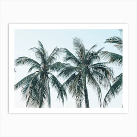 Row Of Palms Art Print