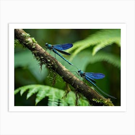 A Pair Of Vibrant Siam Blue Flies Perching On A Slender Rainforest Branch Construct Their Nest Amo Art Print