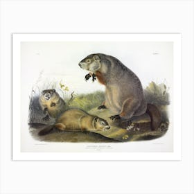 Woodchuck, Groundhog, John James Audubon Art Print
