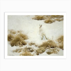 Vinterhare Bland Tuvor - The Snow Hare by Bruno Liljefors (1906) Art Print