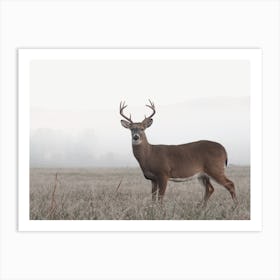 Foggy Morning Deer Art Print