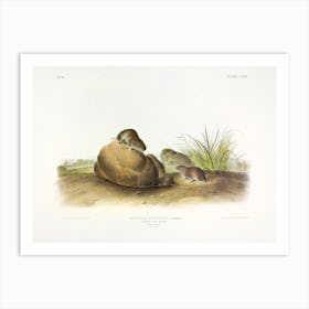 Pine Mouse, John James Audubon Art Print