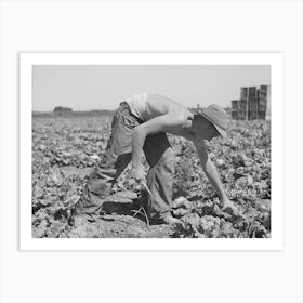 Cutting Lettuce In The Field, Canyon County, Idaho By Russell Lee Art Print