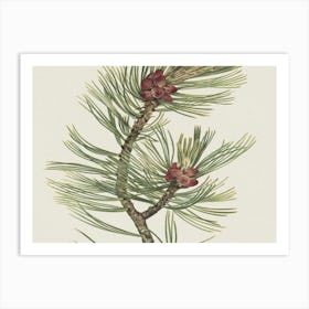 Pine Cones 2 Art Print