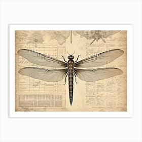 Dragonfly Anatomy 1 Art Print