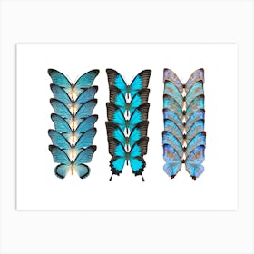 Collection Of 3 Rows Of Butterflies Art Print