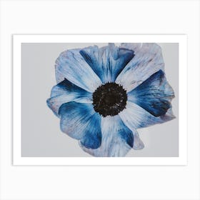 Blue Poppy Art Print