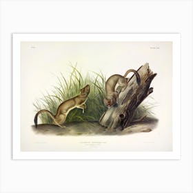 White Weasel, John James Audubon Art Print