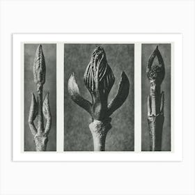 Beautyberry, Flowering Ash And Dogwood (1928), Karl Blossfeldt Art Print