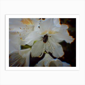 Bee On A Flower Art Print