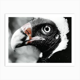 Black White Color Wildlife Vulture Art Print