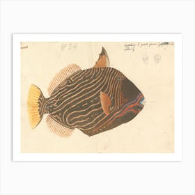 Unidentified Fish, Luigi Balugani 5 Art Print