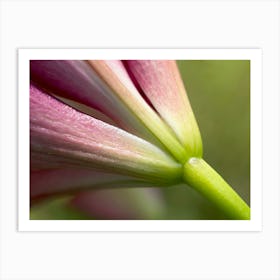 Purple Lily Macro Art Print