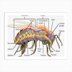 Bee Anatomy Art Print