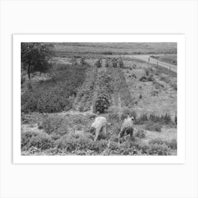 Untitled Photo, Possibly Related To Mr, And Mrs Schoenfeldt Pulling Beets From Their Tile Garden, Sheridan County Art Print
