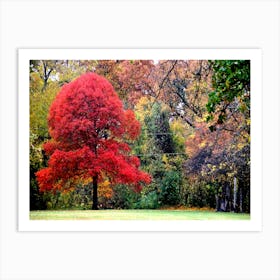 Red Tree Art Print