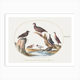 Gulls And Other Birds On A Shore (1575–1580), Joris Hoefnagel Art Print