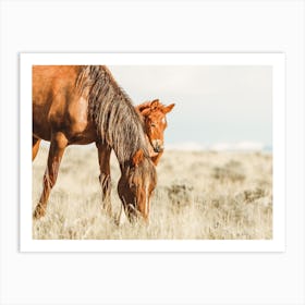 Horse And Foal Art Print