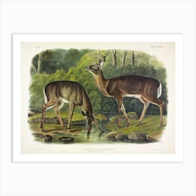 Common Deer, John James Audubon Art Print