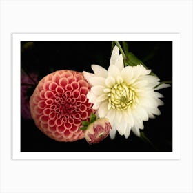 Dahlias Art Print