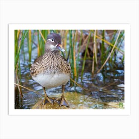 Wood Duck 20230108953pub Art Print